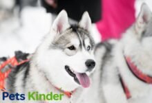 Alaskan Husky