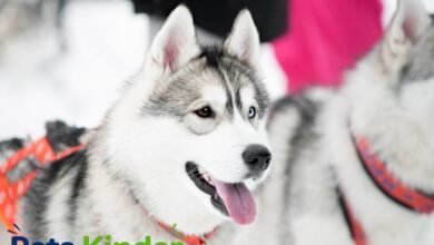 Alaskan Husky