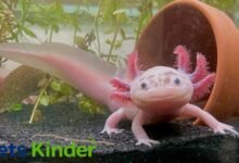 Axolotls