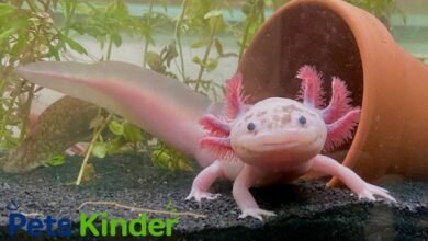 Axolotls
