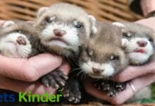 Baby Ferrets