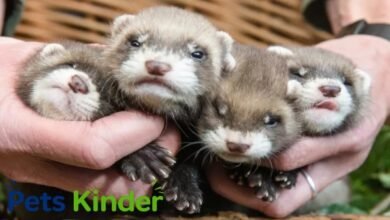 Baby Ferrets