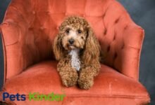 Bichon Poodle