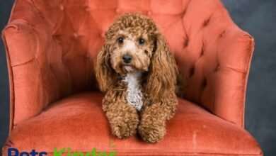 Bichon Poodle