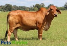 Brahman cow