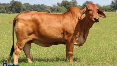 Brahman cow