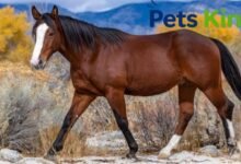 Bronco Horse