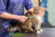 Cat Groomer