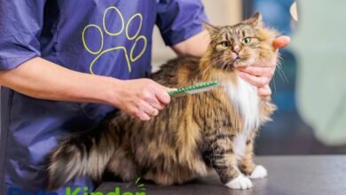 Cat Groomer