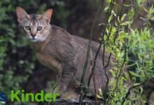 Chausie Cat