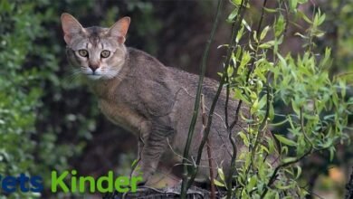 Chausie Cat