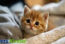 cute cat