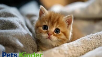 cute cat
