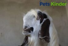 Damascus Goat