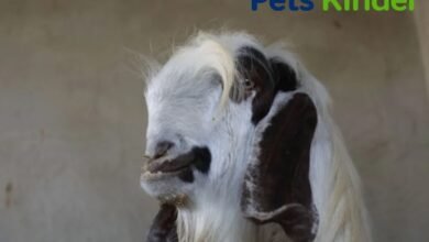 Damascus Goat