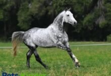 Dapple Horse