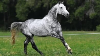 Dapple Horse