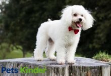 French Poodle
