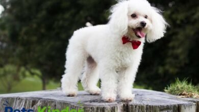 French Poodle