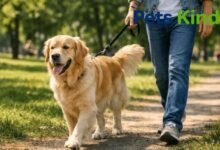 Golden Retriever lifespan