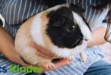 Guinea Pig Lifespan