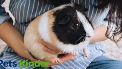 Guinea Pig Lifespan