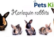 harlequin rabbit