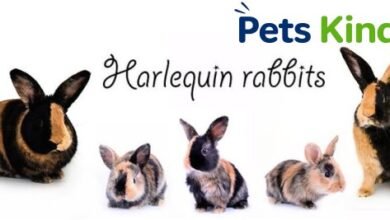 harlequin rabbit
