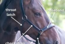 Horse Halter