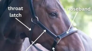 Horse Halter