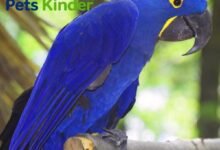 hyacinth macaw