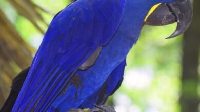 hyacinth macaw
