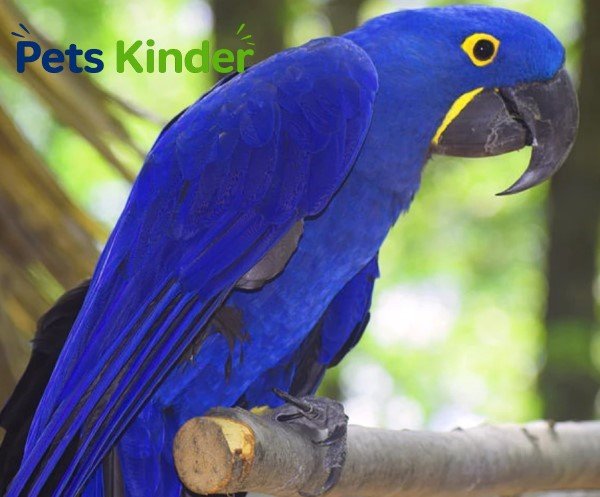 hyacinth macaw