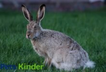 Jack rabbit