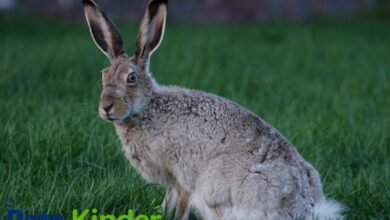 Jack rabbit