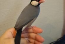 Java Sparrow