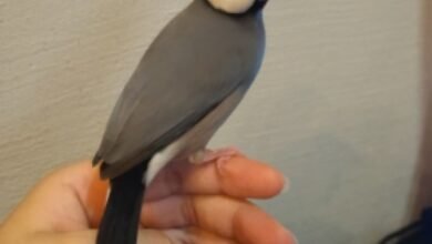 Java Sparrow