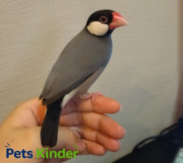 Java Sparrow