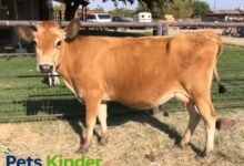 Jersey cow