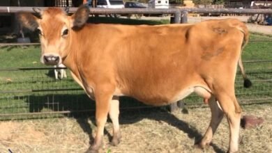 Jersey cow