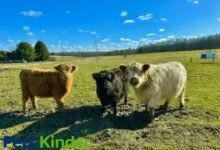 Mini cows