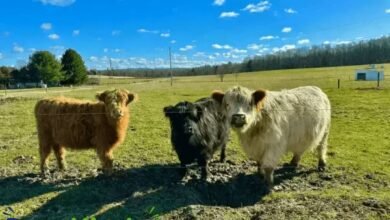 Mini cows