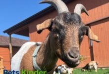 Nigerian dwarf goats