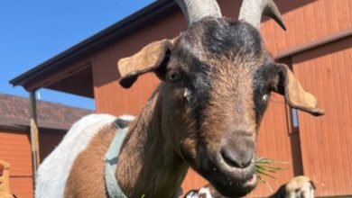 Nigerian dwarf goats