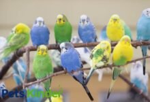 parakeets