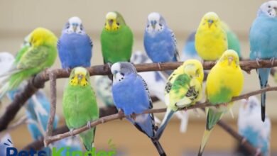 parakeets