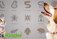 Parasites in pets