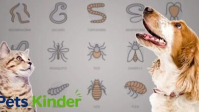 Parasites in pets