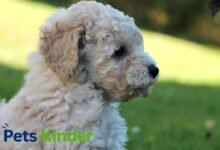 Poodle Puppy
