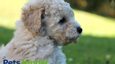 Poodle Puppy